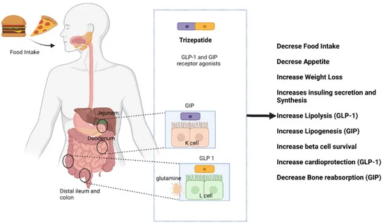 Tirzepatide, a New Era of Dual-Targeted Treatment for Diabetes and Obesity: A Mini-Review